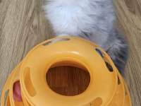Peluş oyuncak gibi scottish fold longhair