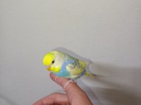 Rainbow Muhabbet Kuşu 4 Aylık