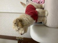 3 aylık oyuncu maltipoo