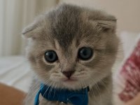Scottish fold