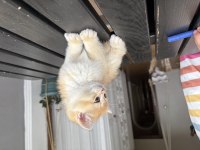 Safkan british shorthair bebişler