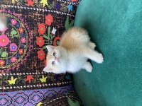 Golden Yavru British Shorthair