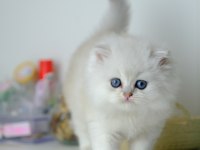 British Longhair Silver Top Kafa Yavrumuz