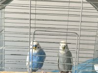 Muhabbet kuşu 8 aylık (eşler)