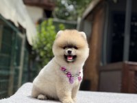 Show Kalite Pomeranian Boo Yavru