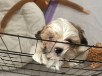 Tatlı yavru shih tzu