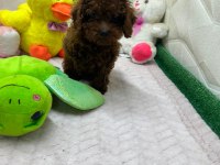 MİNİ TOY POODLE YAVRULAR