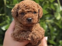 Toy Poodle Cins Köpeğim