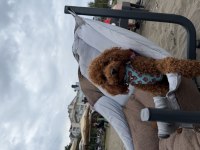 Oğlumuza dişi poodle eş arıyoruz