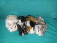 Her Irk Guinea pig Yavrusu Adrese Teslim Hizmetimiz Vardır