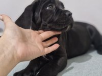 SAGLIK VE SAFKANLIK GARANTILI ŞECERELİ CANE CORSOLAR