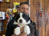 En zeki ırk border collie yavruları