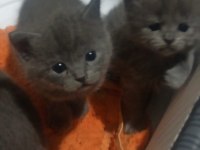 Russian blue kedimiz ev arıyor