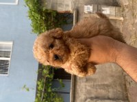 MALTİPOO YAVRULAR 2 kg olacak