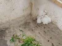 Beyaz Tavşanlar Yuvalarını Bekliyor