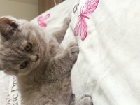 Acil british longhair