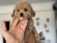 Yasal ruhsatlı çiftlikde ziyarete açık maltipoo