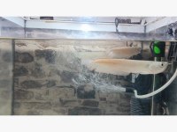 Balıkta son nokta arowana