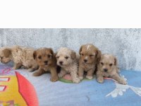 Poodle kalitesinde maltipoo minnaklarım