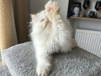 İran Persian ( SHOW KALİTE )