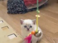 British shorthair kardeşler