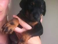 Ev Ortamında Doğan Bebek Köpeklerim Yeni Evini Arıyor