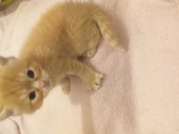 Güzel british longhair yavrular yeni sahiplerini arıyor