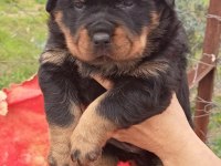 Koca kafa rottweiler yavrular 2 erkek ve 1 dişi