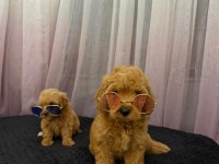 Teddy Face Maltipoo 