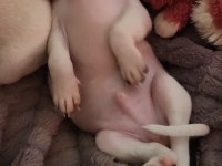 Orijinal elma kafa chihuahua yavruları bir dişi ve bir erkek