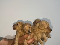 Toy poodle sağlık garantili