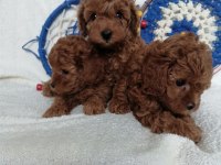 Kore teddy face poodle