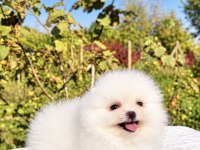 MİNİCİK POMERANİAN BOO KÖPEĞİ