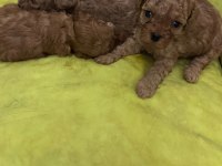 A kalite kg garantili toy poodle bebekler