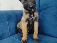 Hırs küpü belçika kurdu yavruları