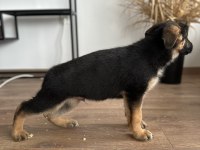 SHOWLİNE MÜTHİŞ ANATOMİ PİGMENT ALMAN ÇOBAN KÖPEKLERİ