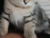 British shothair silver tabby cocolate