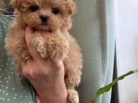 Teacup kore maltipoo yavruları