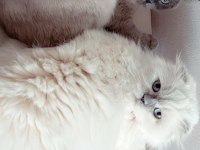 Scottish Fold Blue Point