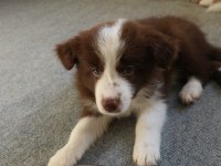 A şecere yavru köpekler