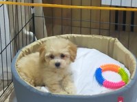 2 aylık erkek maltipoo