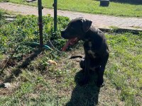 Safkan muhteşem cane corso