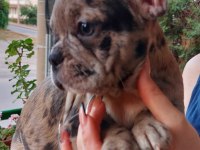 2 aylık fransız bulldog yavruları 7 tane 3 dişi 4 erkek
