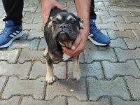 French Bulldog anne ve yavrusu
