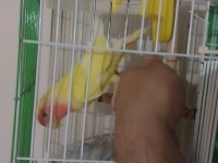 2 Adet Sevda Papağanı Konuşan