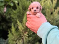 Her Renk Maltipoo Yavrumuzu Canlı Görebilirsiniz