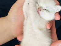 Yakışıklılığını babasından almış kedimiz