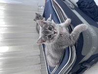 Ev ortamında büyümüş iki aylık british shorthair kediler