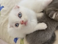 Scottish fold beyaz maviş