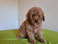 Redbrown Toy Poodle Yavrular